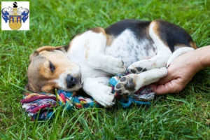 Mehr über den Artikel erfahren Beagle Züchter und Welpen in Eisenberg (Thüringen)