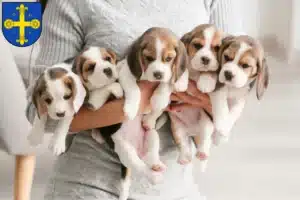 Mehr über den Artikel erfahren Beagle Züchter und Welpen in Eutin