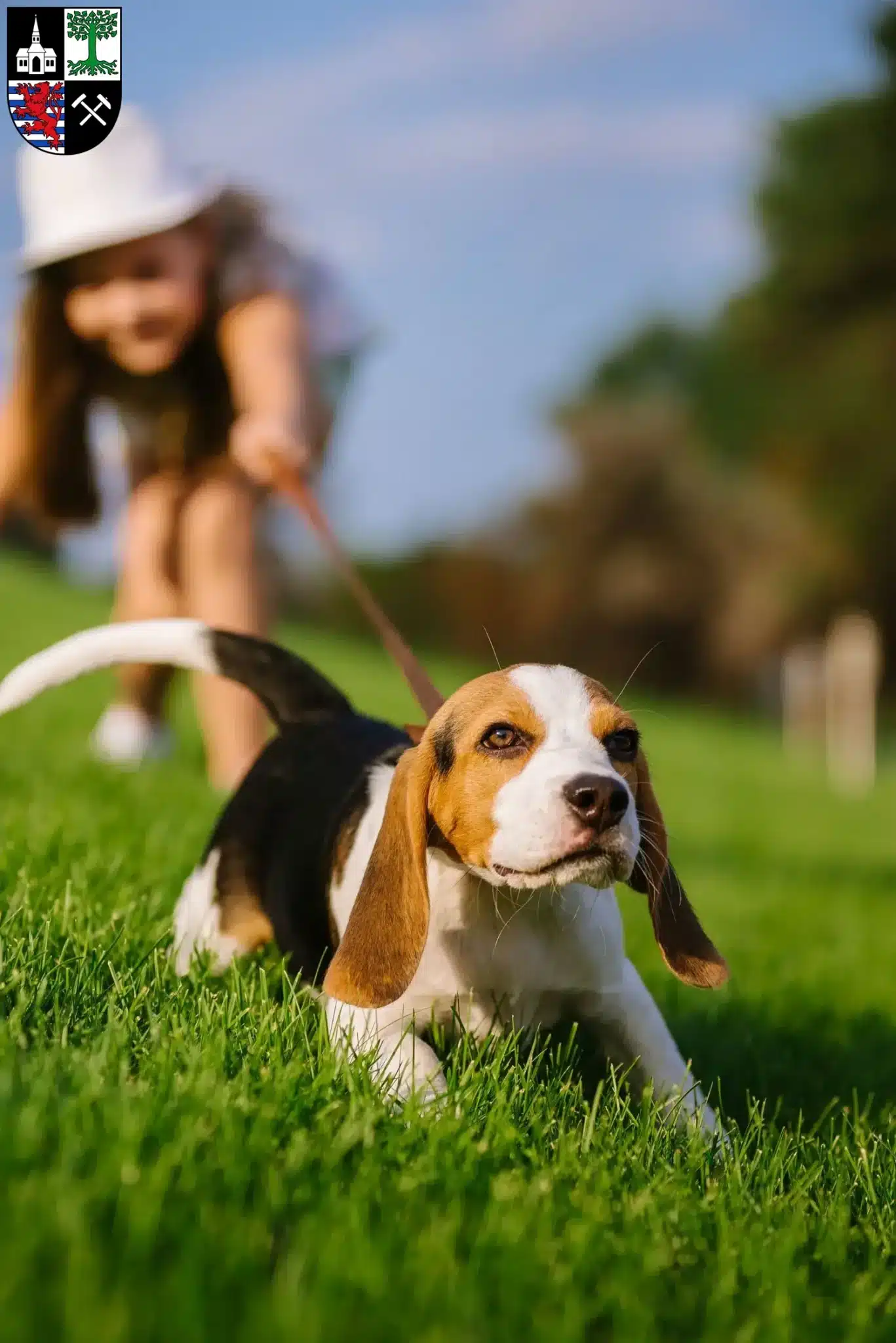 Mehr über den Artikel erfahren Beagle Züchter und Welpen in Gelsenkirchen
