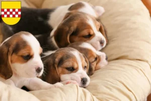 Mehr über den Artikel erfahren Beagle Züchter und Welpen in Hamm