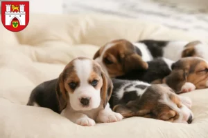 Mehr über den Artikel erfahren Beagle Züchter und Welpen in Hannover