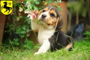 Mehr über den Artikel erfahren Beagle Züchter und Welpen in Herne