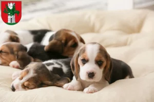 Mehr über den Artikel erfahren Beagle Züchter und Welpen in Klagenfurt