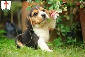 Mehr über den Artikel erfahren Beagle Züchter und Welpen in Landsberg am Lech