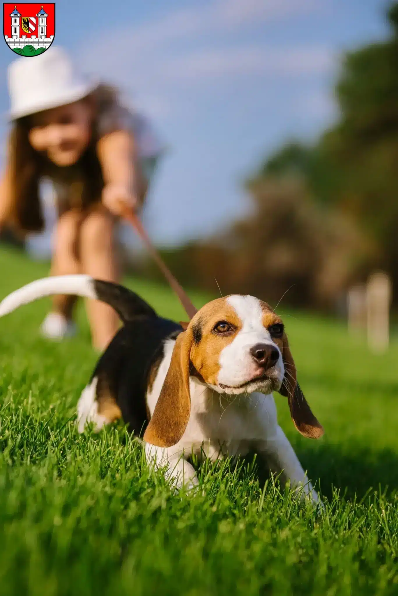 Mehr über den Artikel erfahren Beagle Züchter und Welpen in Lauf an der Pegnitz