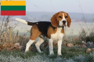 Mehr über den Artikel erfahren Beagle Züchter und Welpen in Litauen