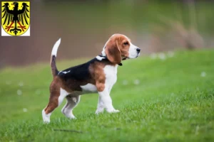 Mehr über den Artikel erfahren Beagle Züchter und Welpen in Lübben (Spreewald)
