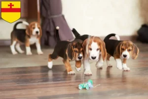 Mehr über den Artikel erfahren Beagle Züchter und Welpen in Meppen