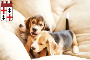 Mehr über den Artikel erfahren Beagle Züchter und Welpen in Merzig