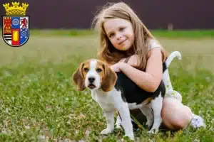 Mehr über den Artikel erfahren Beagle Züchter und Welpen in Mülheim an der Ruhr