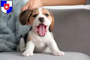 Mehr über den Artikel erfahren Beagle Züchter und Welpen in Norderstedt