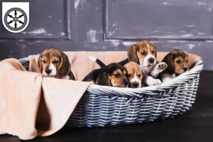 Mehr über den Artikel erfahren Beagle Züchter und Welpen in Osnabrück