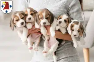 Mehr über den Artikel erfahren Beagle Züchter und Welpen in Rathenow