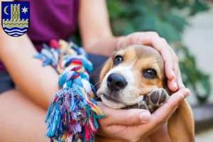 Mehr über den Artikel erfahren Beagle Züchter und Welpen in Schleswig