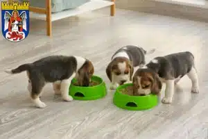 Mehr über den Artikel erfahren Beagle Züchter und Welpen in Siegburg