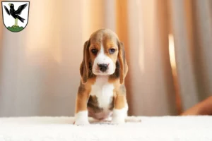Mehr über den Artikel erfahren Beagle Züchter und Welpen in Starnberg