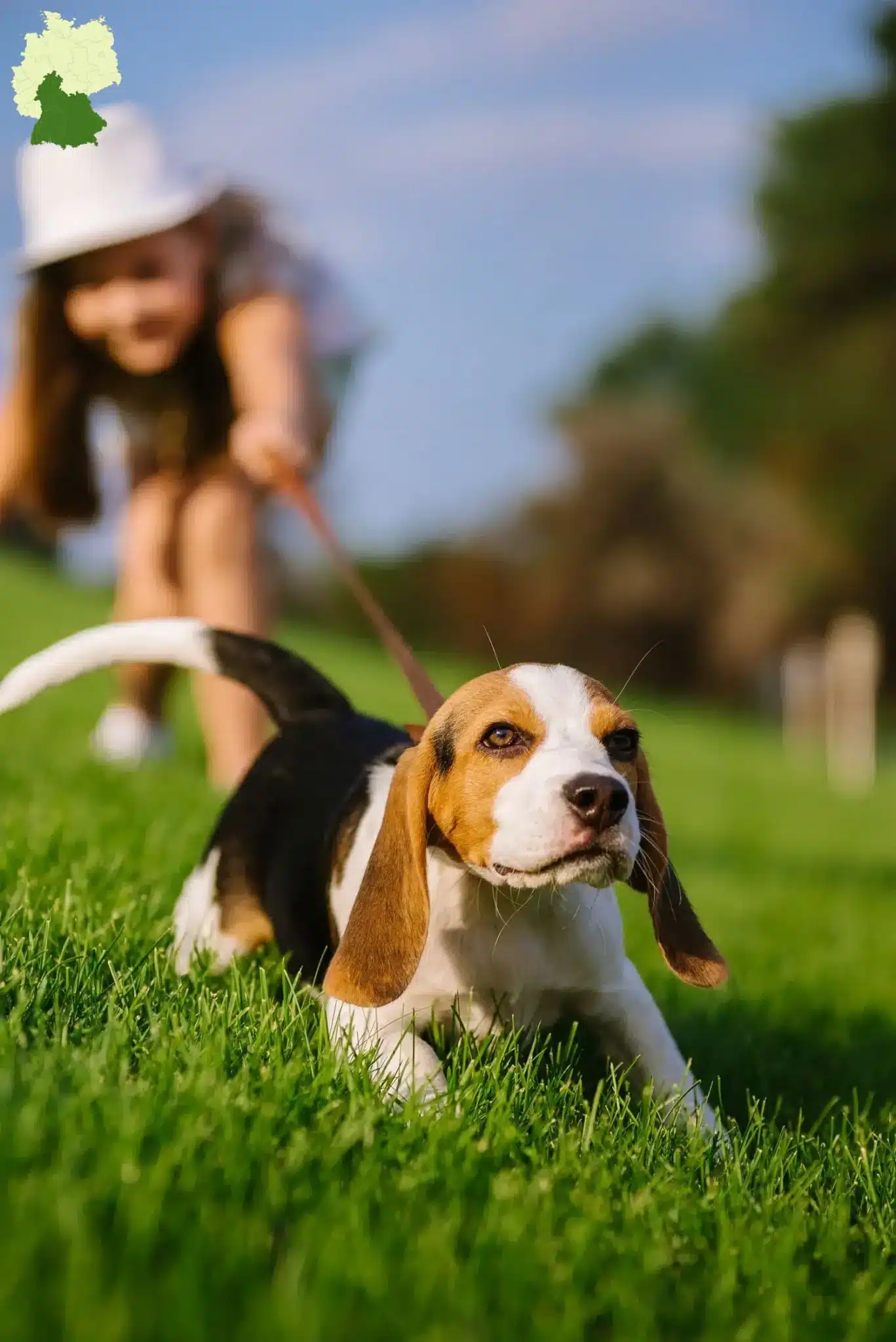Mehr über den Artikel erfahren Beagle Züchter und Welpen in Süddeutschland