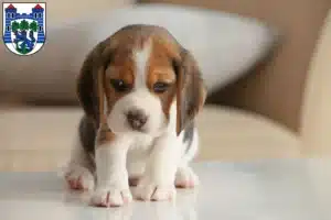 Mehr über den Artikel erfahren Beagle Züchter und Welpen in Uelzen