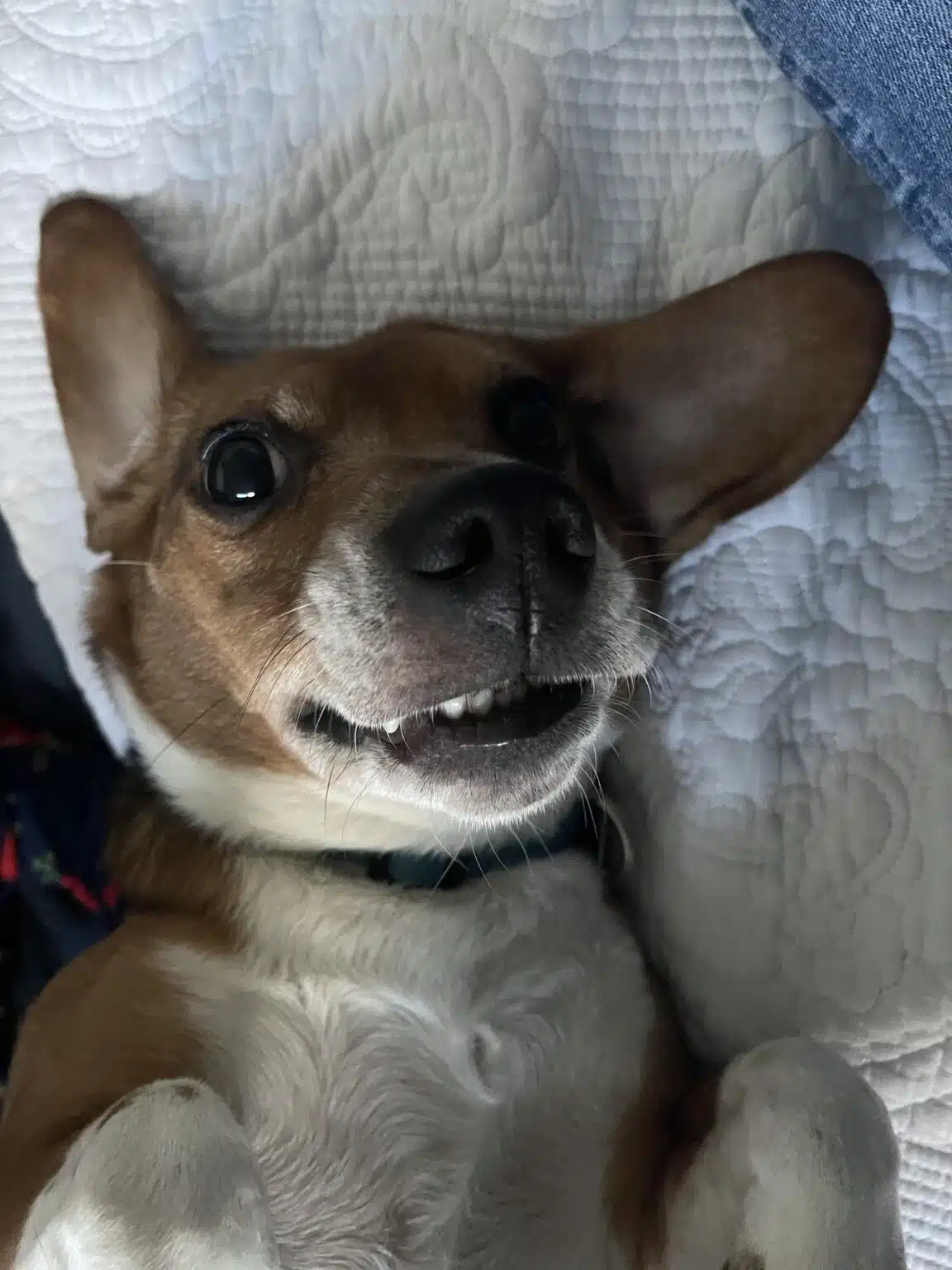 Der Beagle BeagleHund.de