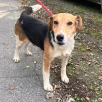 Lucky - aufgeschlossener und lieber Kerl, 5 Jahre