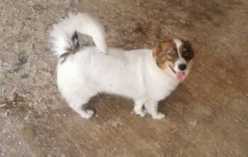 Paola, Hündin, geb Oktober 2024, wird ca 40 cm