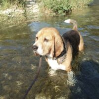 Beagle wegen häuslicher Veränderung abzugeben