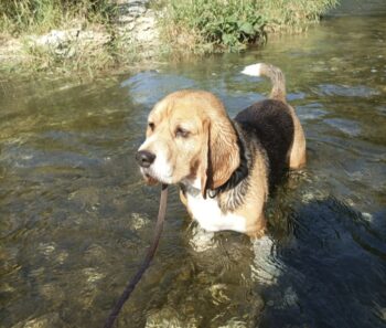 Beagle wegen häuslicher Veränderung abzugeben