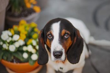BUTCH - 2 Jahre