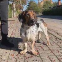 😢Der liebe Bax hatte noch keine einzige Anfrage 😢 - mit VIDEOS !!!