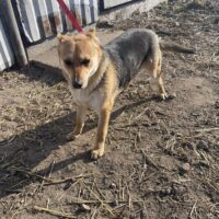 ❗️🆘Violet - wer holt sie aus der Tötung Pinsk - wer rettet sie?🆘❗️viele VIDEOS!