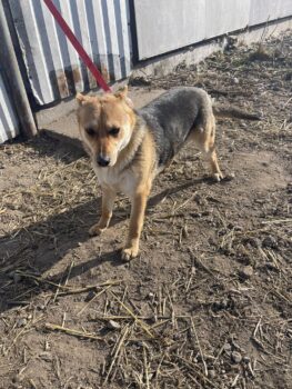❗️🆘Violet - wer holt sie aus der Tötung Pinsk - wer rettet sie?🆘❗️viele VIDEOS!