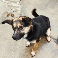 🆘Wo sind Amelies Lebensretter? Amelie ist in der TÖTUNG🆘40 cm / ca. 2 Jahre jung