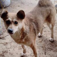 MIA❤️ZUHAUSE oder PFLEGESTELLE GESUCHT ❗️🏡