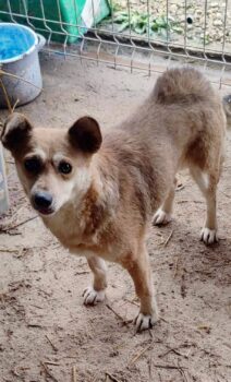 MIA❤️ZUHAUSE oder PFLEGESTELLE GESUCHT ❗️🏡