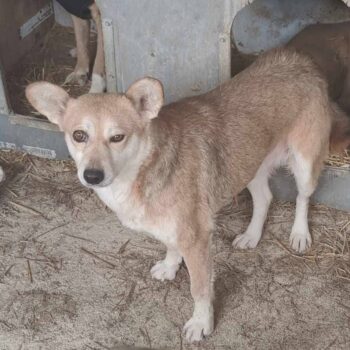 MIA❤️ZUHAUSE oder PFLEGESTELLE GESUCHT ❗️🏡