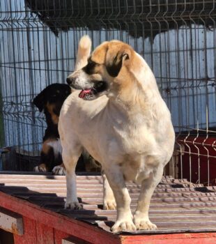 Gracie - 34 cm