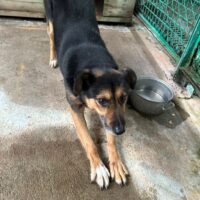 🆘Wer rettet Emil aus der TÖTUNG?🆘40-45 cm