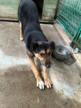 🆘Wer rettet Emil aus der TÖTUNG?🆘40-45 cm