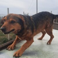 DZONI - ein fröhlicher Sonnenschein auf vier Pfoten!