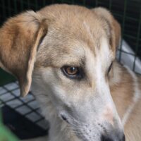 Zeca, kleines süßes Fellnäschen, sucht ein Zuhause oder eine Pflegestelle. Dringend!