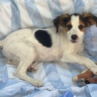 DODO, Mix-Rüde, lustiges Hundekind, toll mit Kindern, Katzen, Hunden