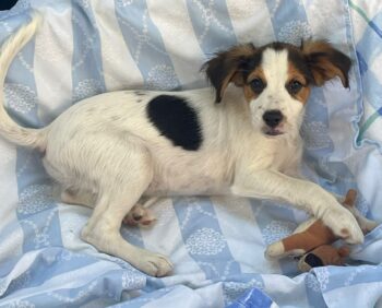 DODO, Mix-Rüde, lustiges Hundekind, toll mit Kindern, Katzen, Hunden