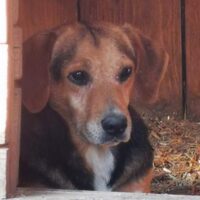 TEDI - eine sanfte Seele sucht ein liebevolles Zuhause!