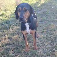 Rita, perfekte Familienhündin, ca. 1 jährige Mix-Hündin, sehr lieb, sanft, gutherzig, ruhig, anhängl