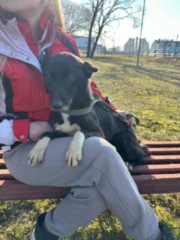 Lebensretter gesucht🆘Ein ganzes Leben in der Hölle, nun steht Zoya kurz vor der Tötung 🆘mit VIDEOS