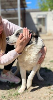 Karl ist ca 4 Jahre alt und lebt seit er ein Welpe ist in Gefangenschaft😭Er gibt sich auf (VIDEOS)