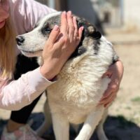 Karl ist ca 4 Jahre alt und lebt seit er ein Welpe ist in Gefangenschaft😭Er gibt sich auf (VIDEOS)