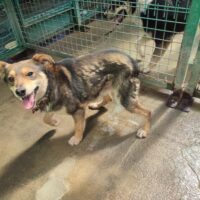 LENNOX - ca. 3 Jahre alt - wer rettet ihn aus der Tötung? (mit VIDEOS)