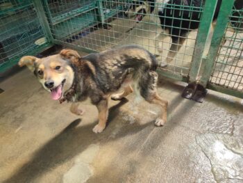 LENNOX - ca. 3 Jahre alt - wer rettet ihn aus der Tötung? (mit VIDEOS)