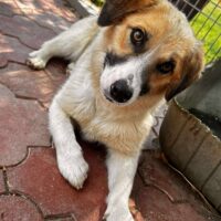 RAISSA (♀) Hündin geb. 2024 Größe: ca. 35cm (VIDEOS)